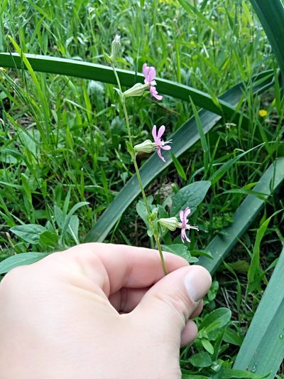 Silene secundiflora, photographed by Karim Haddad