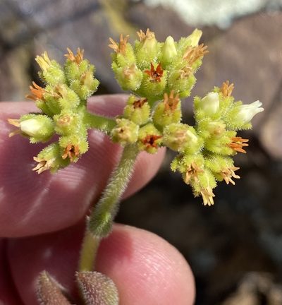 Crassula mesembryanthoides, photographed by Dave U