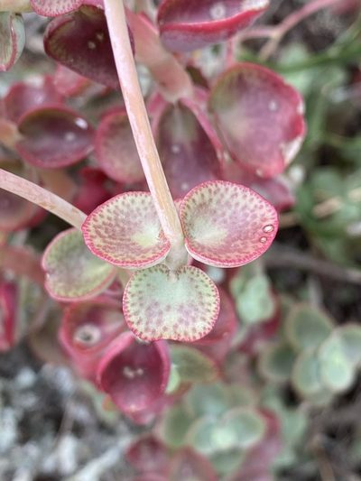 Crassula cordata, photographed by Dave U