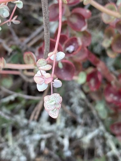 Crassula cordata, photographed by Dave U