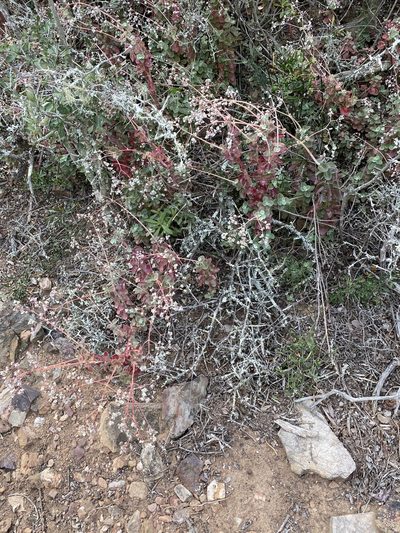 Crassula cordata, photographed by Dave U