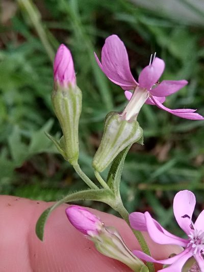 Silene secundiflora, photographed by Karim Haddad