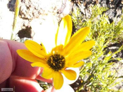 Arctotis rotundifolia, photographed by Chris Vynbos