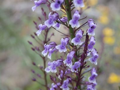Anarrhinum longipedicellatum, photographed by Carminda Santos