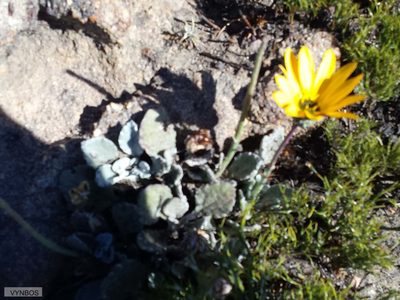 Arctotis rotundifolia, photographed by Chris Vynbos