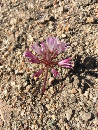Allium atrorubens, photographed by Steve Matson