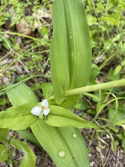 Tradescantia ozarkana, photographed by Miranda Kohout