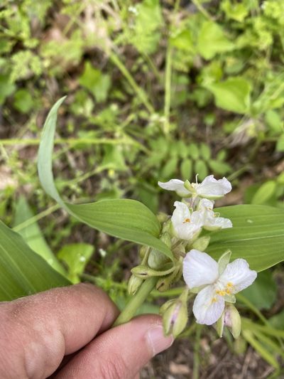 Tradescantia ozarkana, photographed by Miranda Kohout