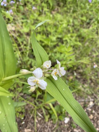 Tradescantia ozarkana, photographed by Miranda Kohout