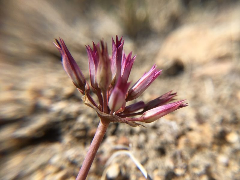Allium atrorubens, photographed by Steve Matson
