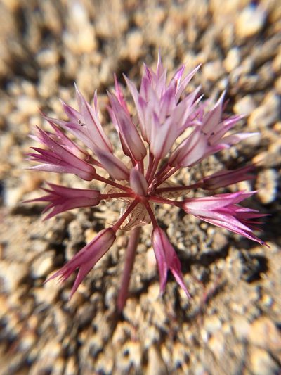 Allium atrorubens, photographed by Steve Matson