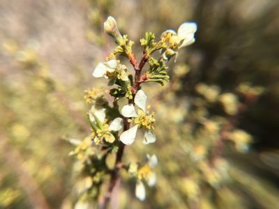 Purshia glandulosa, photographed by Steve Matson