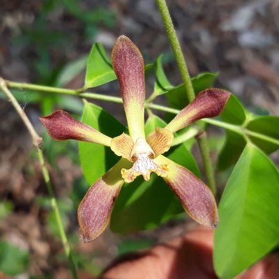 Encyclia parviflora, photographed by J Alejandro González Castillo