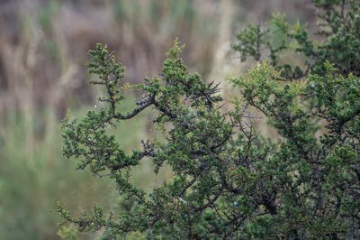 Schinus johnstonii, photographed by Facundo Chieffo