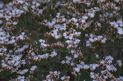 Limonium brasiliense, photographed by Facundo Chieffo