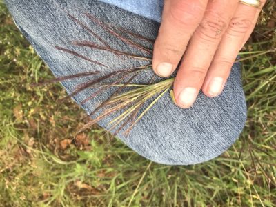 Bothriochloa bladhii, photographed by jim isleib