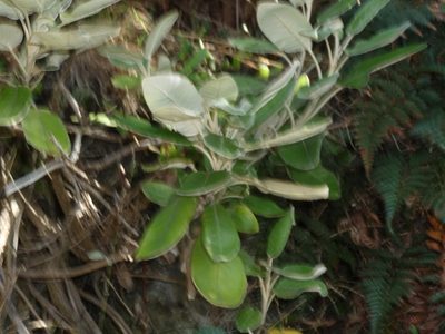 Brachyglottis greyi, photographed by Sunita Singh