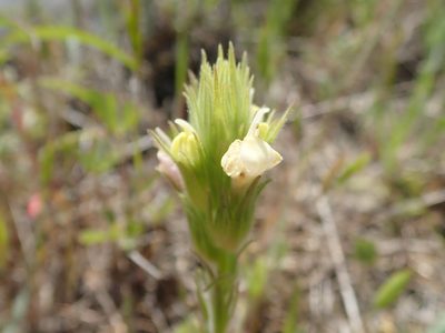 Castilleja rubicundula, photographed by joergmlpts