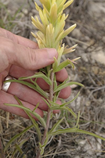 Castilleja genevievana, photographed by Eric Knight
