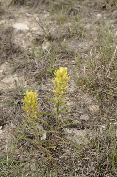 Castilleja genevievana, photographed by Eric Knight