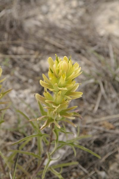 Castilleja genevievana, photographed by Eric Knight