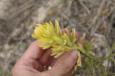 Castilleja genevievana, photographed by Eric Knight