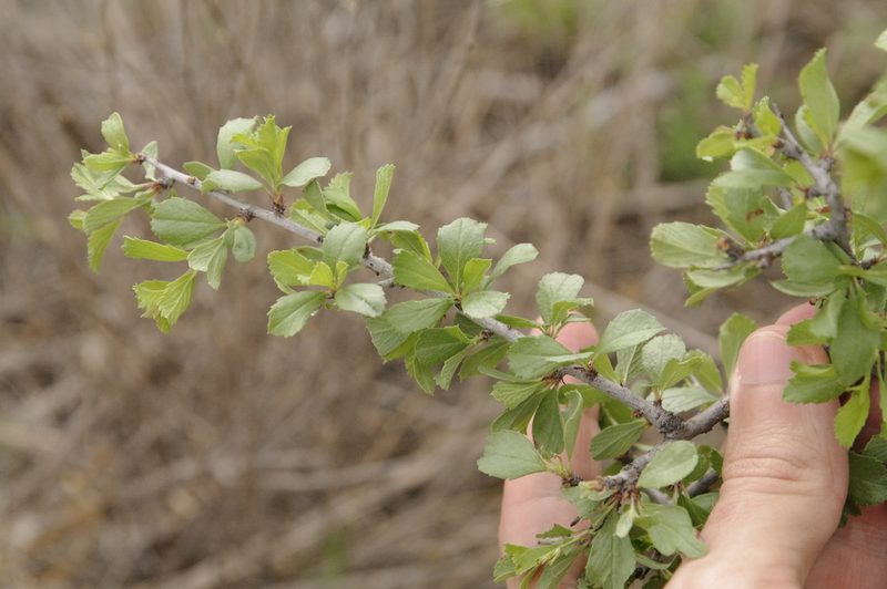 Prunus havardii, photographed by Eric Knight