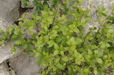 Forestiera reticulata, photographed by Eric Knight