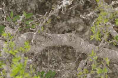 Forestiera angustifolia, photographed by Eric Knight