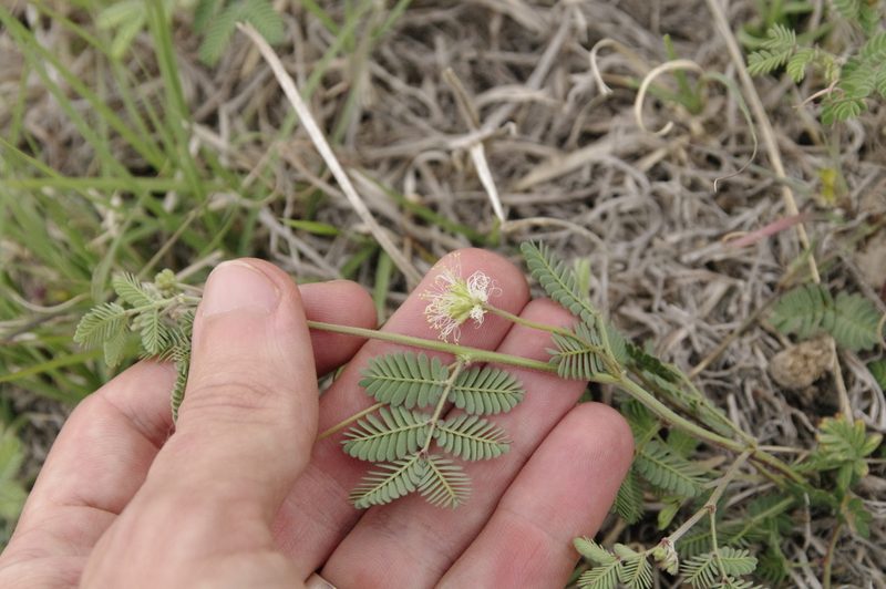 Desmanthus obtusus, photographed by Eric Knight