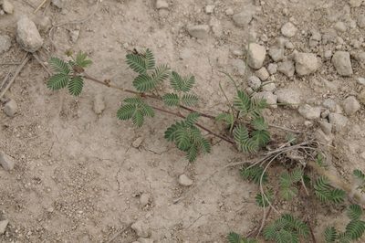 Desmanthus obtusus, photographed by Eric Knight