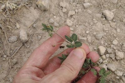 Desmanthus obtusus, photographed by Eric Knight