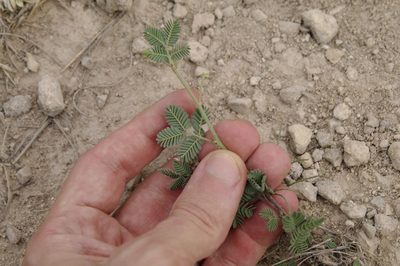 Desmanthus obtusus, photographed by Eric Knight