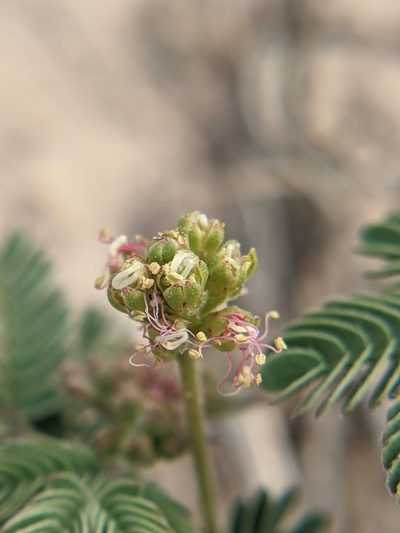 Desmanthus obtusus, photographed by Eric Knight