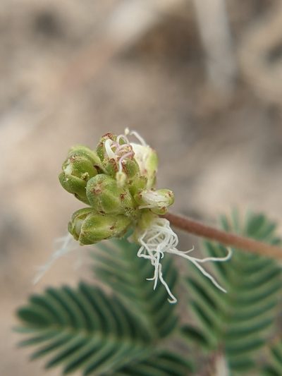 Desmanthus obtusus, photographed by Eric Knight