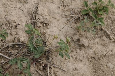 Desmanthus obtusus, photographed by Eric Knight