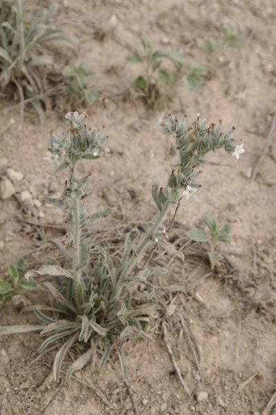 Oreocarya palmeri, photographed by Eric Knight