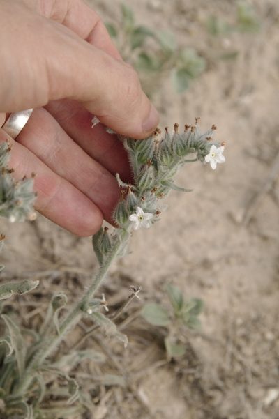 Oreocarya palmeri, photographed by Eric Knight