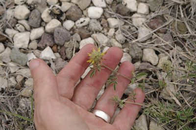 Dalea rubescens, photographed by Eric Knight