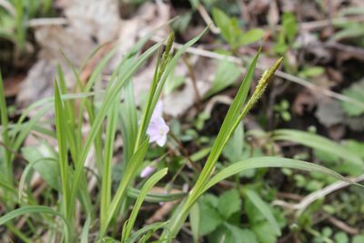 Carex hirtifolia, photographed by Quinten Wiegersma