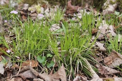 Carex jamesii, photographed by Quinten Wiegersma