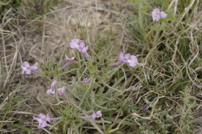 Salvia whitehousei, photographed by Eric Knight