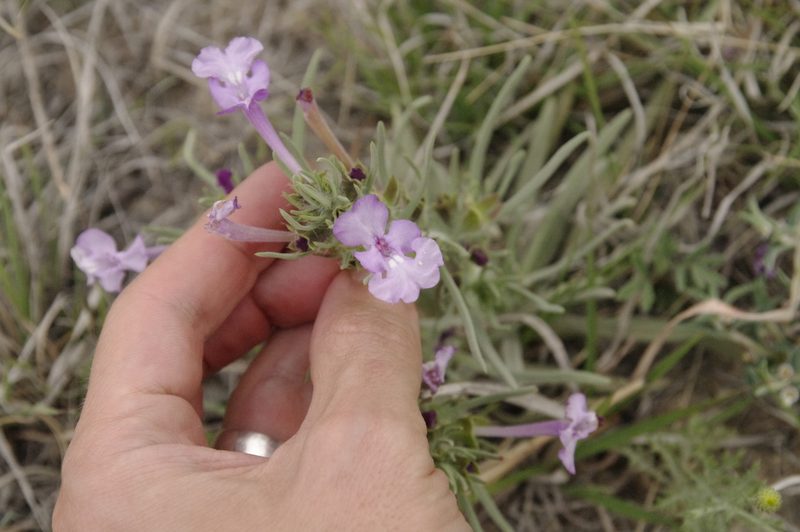 Salvia whitehousei, photographed by Eric Knight