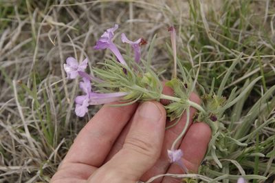 Salvia whitehousei, photographed by Eric Knight