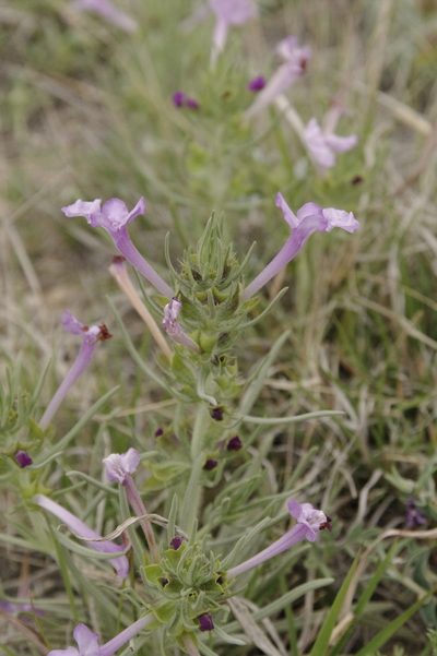 Salvia whitehousei, photographed by Eric Knight