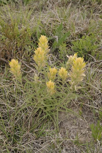 Castilleja genevievana, photographed by Eric Knight