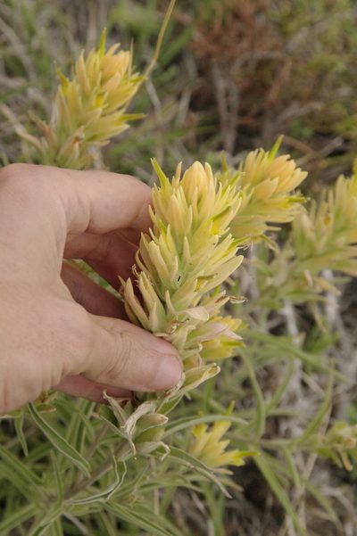 Castilleja genevievana, photographed by Eric Knight