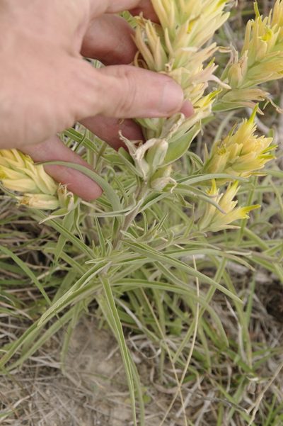Castilleja genevievana, photographed by Eric Knight