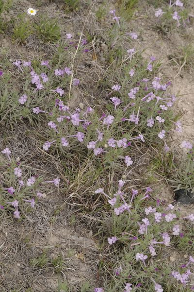 Salvia whitehousei, photographed by Eric Knight
