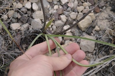 Schoenocaulon texanum, photographed by Eric Knight